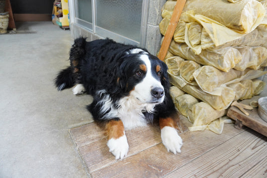 温もりを感じるうつわ　伊藤典哲-Stories and insights about Japanese pottery, artists, and Kyoto craftsmanship.