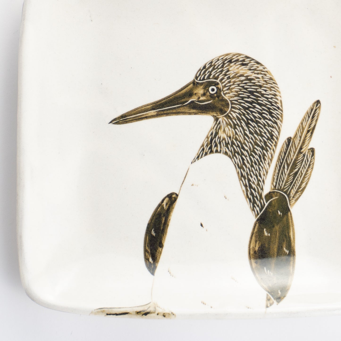 【清水焼】正角皿　アオアシカツオドリ　澤田卓伸 KOTOPOTTER